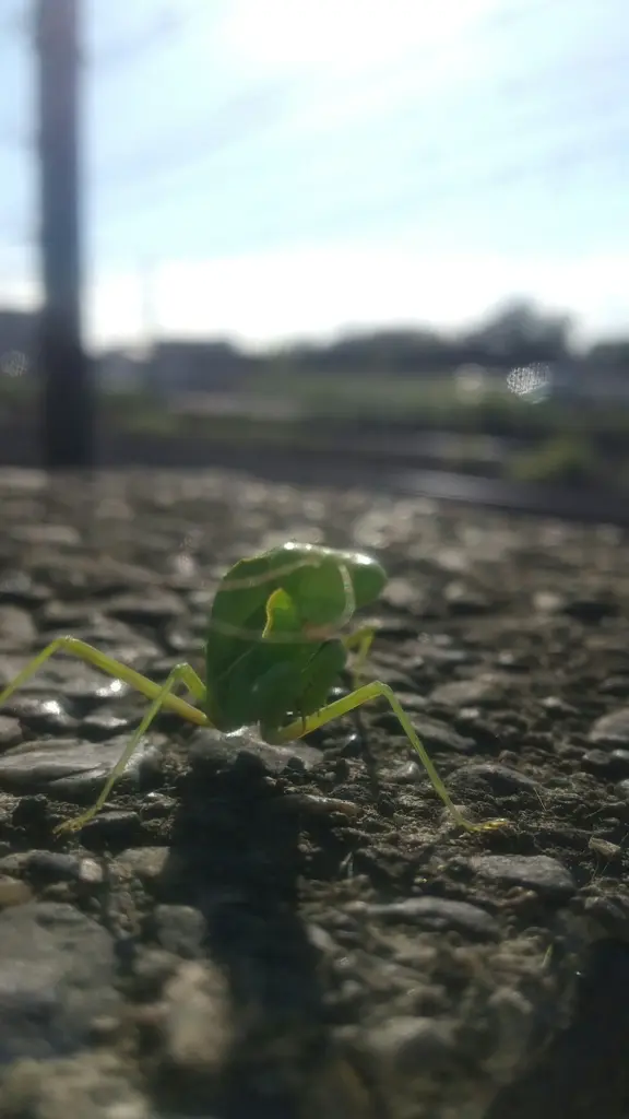 小さいカマキリ
